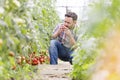 Man smelling tomatoes while harvesting at farm Royalty Free Stock Photo