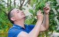 The man sniffing the smell of bird-cherry Royalty Free Stock Photo