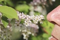 A man sniffs the white inflorescences of a bird cherry. Male nose, pistils and stamens with pollen