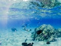 Man snorkeling and freediving near the coral reef edge in Red Sea Royalty Free Stock Photo