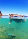 Man snorkeling in sea with tropical fish Royalty Free Stock Photo