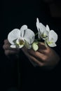 Man and some phalaenopsis aphrodite orchid flowers Royalty Free Stock Photo
