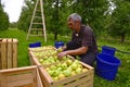 Man sorting apples in the orchard in Resen, Macedonia