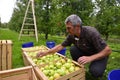 Man sorting apples in the orchard in Resen, Macedonia