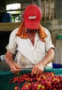 Man sorting the harvested fruits of the cofee tree before drying. Coffee plantations in Quindio - Buenavista