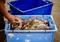 Man sorts through freshly caught shrimp Royalty Free Stock Photo