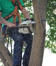 An arborist using a chainsaw to prune a tree.