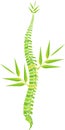 Man spine bamboo leaf Royalty Free Stock Photo