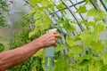 Man spraying cucumber plant in a greenhouse for diseases Royalty Free Stock Photo