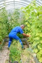 Man spraying cucumber plant in a greenhouse for diseases Royalty Free Stock Photo