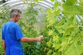 Man spraying cucumber plant in a greenhouse for diseases Royalty Free Stock Photo