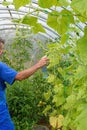 Man spraying cucumber plant in a greenhouse for diseases Royalty Free Stock Photo