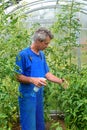 Man spraying cucumber plant in a greenhouse for diseases Royalty Free Stock Photo