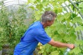 Man spraying cucumber plant in a greenhouse for diseases Royalty Free Stock Photo