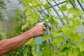 Man spraying cucumber plant in a greenhouse for diseases Royalty Free Stock Photo