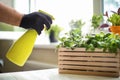 Man spraying fresh homegrown herbs on table