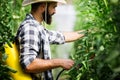 Man spraying tomato plant in greenhouse Royalty Free Stock Photo