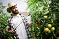 Man spraying tomato plant in greenhouse Royalty Free Stock Photo