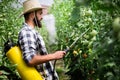 Man spraying tomato plant in greenhouse Royalty Free Stock Photo