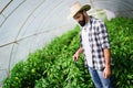 Man spraying tomato plant in greenhouse Royalty Free Stock Photo