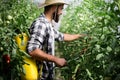 Man spraying tomato plant in greenhouse Royalty Free Stock Photo