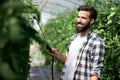 Man spraying tomato plant in greenhouse Royalty Free Stock Photo
