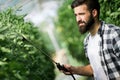 Man spraying tomato plant in greenhouse Royalty Free Stock Photo