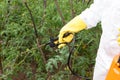 Farmer spraying toxic pesticides in the vegetable garden