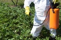 Man spraying toxic pesticides or insecticides in vegetable garden