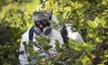Man Spraying Toxic Pesticides, Pesticide, Insecticides On Fruit Lemon Growing Plantation, Spain, 2019.