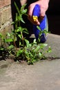 Man spraying weed killer onto a weed Royalty Free Stock Photo