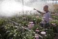 Man sprays pink flowers in greenhouse