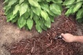 Man applying brown mulch, bark, with hand trowel around green healthy hosta plants in residential garden