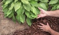 Man spreading brown mulch, bark, around green healthy hosta plants in residential garden