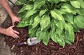 Man spreading brown mulch, bark, around green healthy hosta plants in residential garden Royalty Free Stock Photo