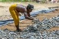 A man sorting dried sardine fish. Royalty Free Stock Photo