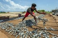 A man spreading sardine fish in Sri Lanka. Royalty Free Stock Photo