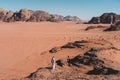 A man stand on top of the hill in Wadi Rum desert, Jordan, Arab Royalty Free Stock Photo