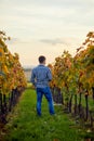 Man standing in autumn vineyard at sunset Royalty Free Stock Photo