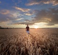 Man standing on a field of wheat Royalty Free Stock Photo