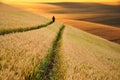 Man standing in gold summer rye field Royalty Free Stock Photo