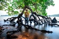 A man standing among old mangrove forest with backpack Travel Lifestyle wanderlust adventure concept summer vacations outdoor Royalty Free Stock Photo