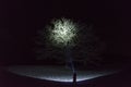 Man standing outdoors at night in Sweden Scandinavia winter landscape shining with flashlight at tree Royalty Free Stock Photo