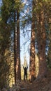 Man figure standing between tall pines with hands raised to the sky