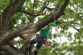 Man standing on tree branch while using a chainsaw to cut down other branches Royalty Free Stock Photo