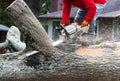 Man standing on tree limb cutting off pieces with chainsaw Royalty Free Stock Photo