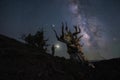 Man standing under an Ancient Bristlecone Pine Tree