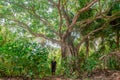 Man standing under the beautiful tree in the tropical rainforest jungles at the island Manadhoo the capital of Noonu atoll Royalty Free Stock Photo