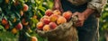 Man Holding Bag of Peaches in Peach Orchard