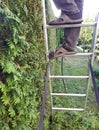 man stands on a ladder and cuts the hedge Royalty Free Stock Photo